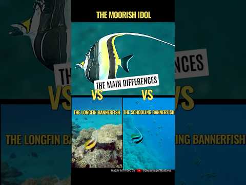 🐠🤿 Moorish Idol vs. Longfin vs. Schooling Bannerfish : Can You Spot the Difference? 🐟🌟