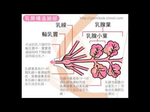 用手擠奶教學-認識乳房構造