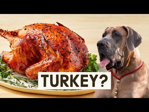 Can a Great Dane eat turkey? | Great Dane Care