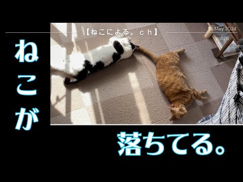 ねこが落ちてる。　epi.28｜【ねこによる。ｃｈ】　猫飼い初心者の共同生活記録｜保護猫｜野良猫｜キャットタワー