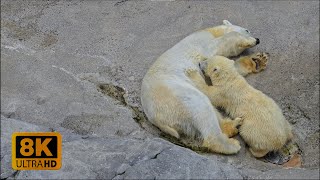 4K 8K Relaxing Behaviors of Zoo Animals in Asahiyama, Hokkaido 2022