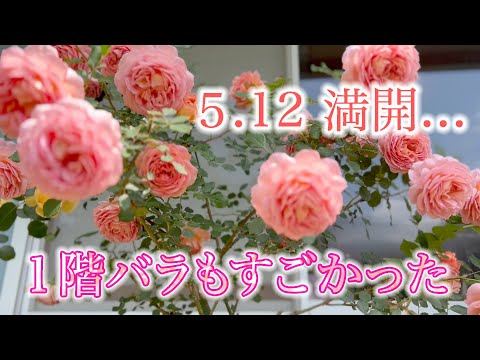 【１Fバラ咲いた 】５月１２日、１階バラも満開に！大苗2年目ジュビリーと3年目ラレーヌの迫力。