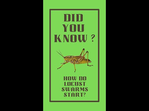 Did you know   Locust  #shorts