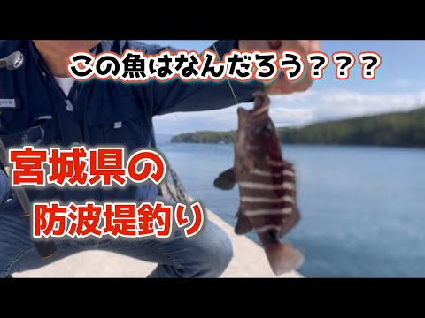 【宮城県の釣り】3回連続ボウズは免れて、ワタシ的には珍しい魚の刺身をいただきました。それと初めて釣った魚の名前が分かりません。