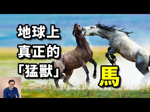 「人馬合一」主宰人類戰爭5000年，奧運會上唯一的動物，馬的歷史全都是傳奇！【老肉雜談】#動物 #馬 #野馬 #寵物 #古生物