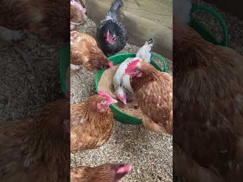 There is a queue forming for the dust bath today 😍 #chickenvideo #shorts #chickens