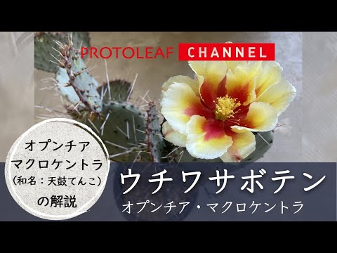 【ウチワサボテン】オプンチア　マクロケントラ（和名　天鼓-てんこ-）の解説【Opuntia macrocentra】