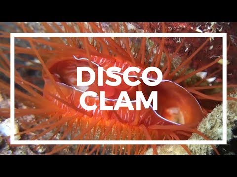 The Amazing Disco Clam // Great Barrier Reef Residents