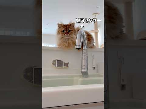 猫が最近味をしめたイタズラ 【サイベリアン】 #Shorts