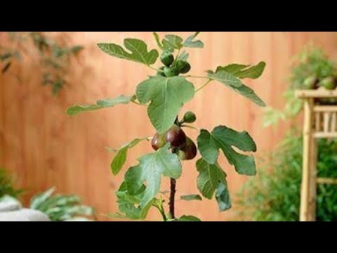 Fig plant / Injeer / care and transplant / for beginners