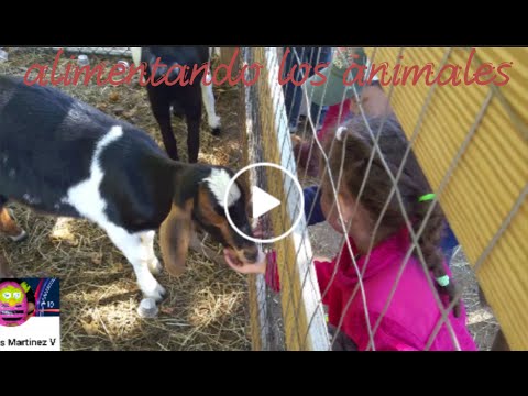 Alimentando los animales en la granja / feeding the animals in the farm