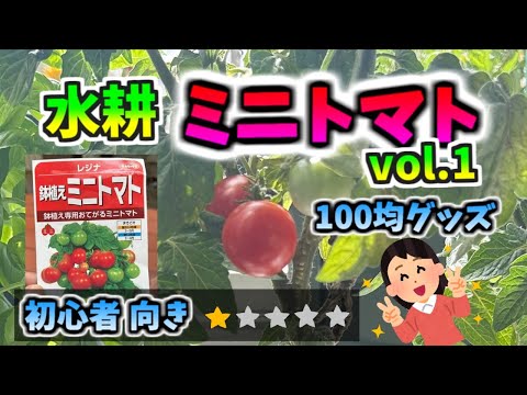 100均グッズ水耕栽培「ミニトマト」初心者向き。たぶん一番カンタンな方法です！