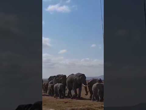 Endless Elephants, Amboseli National Park Kenya