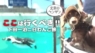 【犬連れ旅行静岡下田観光】下田海中水族館がわんこに優しすぎた🐶🐶💕一泊二日わんこ旅1/3 旅するペットショップの売れ残りと元保護犬