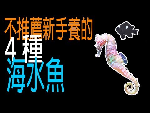 『水族系列 ep02』水族教學 | 不推薦新手養的4種海水魚『CC字幕』