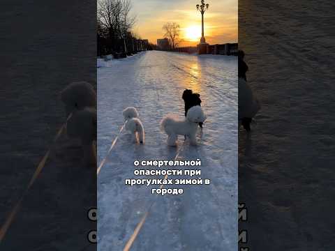 Опасность для собак на улицах города