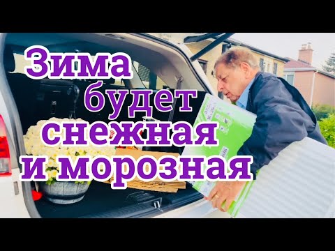 Готовимся к лютой зиме. Купила любимые хризантемы