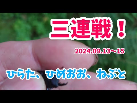 【昆虫採集】三連戦！ クワガタ 樹液採集 2024.09.13-15［コクワガタ、スジクワガタ、クワガタ、クワガタ採集、多摩川、東京、北関東］