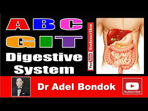 ABC of GIT, Digestive System, Dr Adel Bondok Making Anatomy Simple