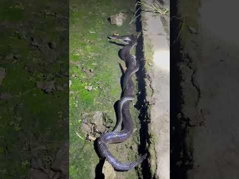 Nếu bạn bắt gặp 2 con rắn thế này đừng chạm vào chúng #snake #cobra #youtubeshorts