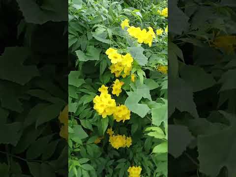 Vlog #1086 YELLOW ELDER "TECOMA STANS"  YELLOW FLOWERS ALONG THE HIGHWAY AT LANCASTER NEW CITY