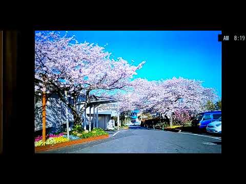 桜🌸南ヶ丘病院