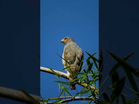 Birds in the forest part 1