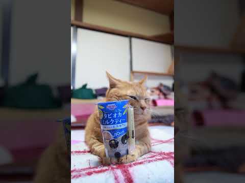 TAPIOCA TIME タピオカミルクティー　のせ猫　241215 #cat #かご猫 #cute #ネコ #ネコ