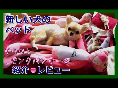 新しい犬のベッド🌟チワワとピンク○ンサーが紹介レビュー📣JoicyCo~New dog beds introduced by Chihuahua and Pink ○nther🌷Review