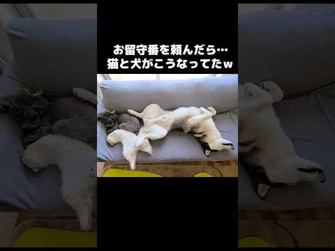 お留守番を頼んだから猫と犬がこうなってた...笑#shots