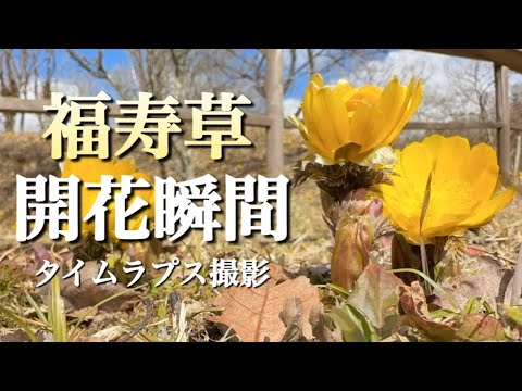 【春の山野草】 2月 タイムラプス撮影 福寿草開く瞬間をお届けします　福寿草の里/福島県いわき市