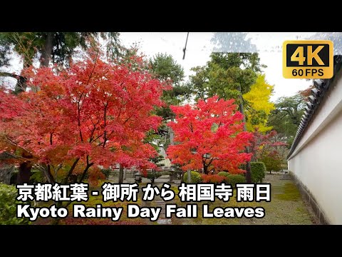 4K 京都紅葉 - 御所 から 相国寺 Kyoto Fall Leaves - Kyoto Palace Garden to Shokokuji Temple Walk