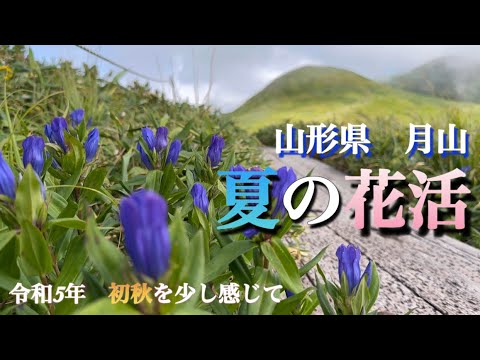 【高山植物・山野草】8月　山形県月山での花活　まだまだ花を追いかけて