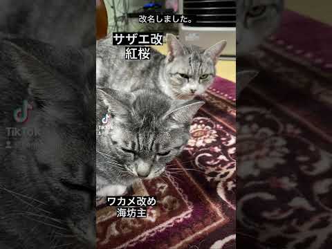 猫を改名しました。　サザエ改め紅桜　ワカメ改め海坊主　#猫　#保護猫　#ねこのいる生活