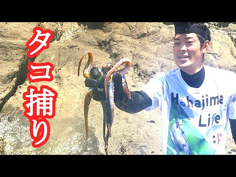 タコ釣りではなくタコ捕り方 小笠原諸島の磯遊びは食材探しin母島