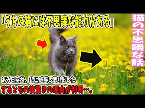 【猫の不思議な話】うちの猫には不思議な特殊能力がある。→ある日、ジュエリーボックスを持つと突然、私に威嚇して怒りだした。すると・・・【朗読】