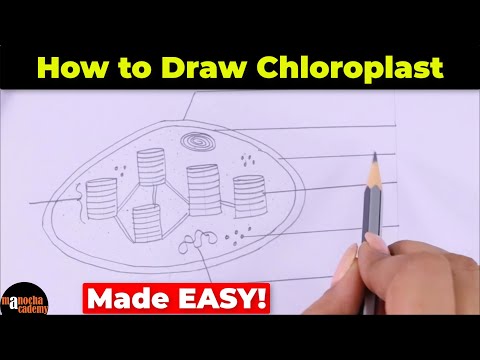 How to Draw Chloroplast Diagram Easily