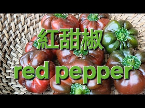 紅甜椒 red pepper