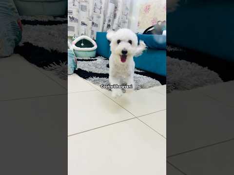 #shorts#viralvideo#doglover#cute#dog#puppy#youtubeshorts#funny#dogshorts#