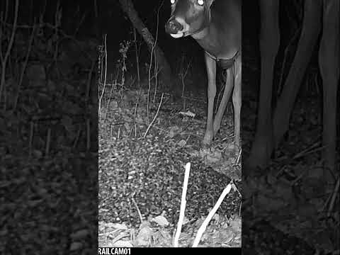 Whitetail Deer snacks on some SUNFLOWER SEEDS from a Seed Pile! #wildlife #trailcam #asmr #deer