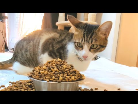 大量のご飯をあげると一粒ずつ丁寧に食べる子猫がかわいい