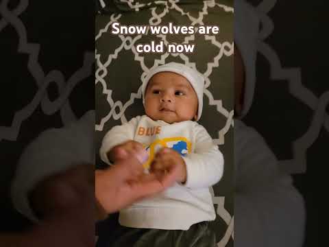 Snow wolves are cold now