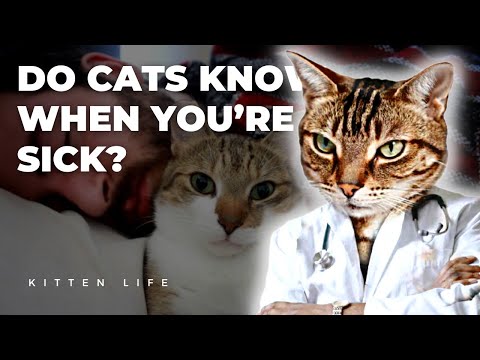 Feline Intuition: Do Cats Really Know When You're Sick?