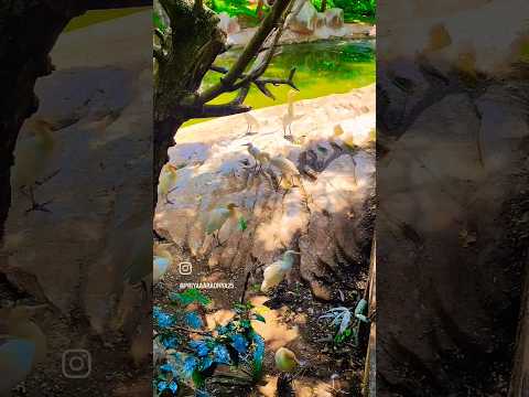 #nature #birds #viral #trending #shortsfeed #ytshorts #zoo