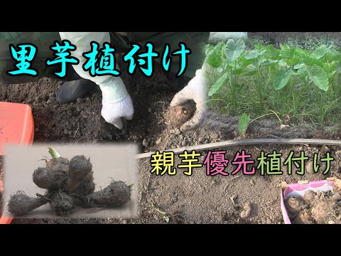 【里芋】親芋の積極的活用で初期成長力アップ！