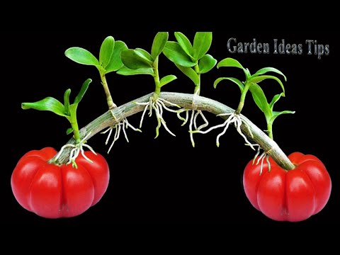 TIMELAPSE Methods of Propagating Garlic & Purple Onions on the Balcony for Beginners