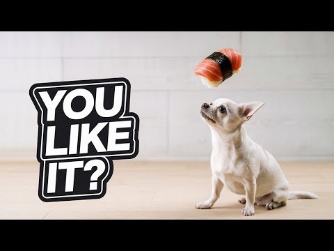 🐕 Funny Dogs in Hilarious Situations – Must Watch! 😂