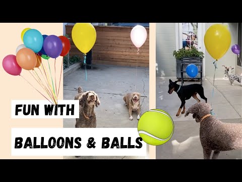 Dog Activity : Balloons & Balls