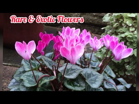 Exotic Flowers 🌷 | How to Grow & Care for Cyclamen | Winter Shade Loving Plant 🪴