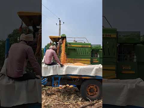 #cornharvesting #indianfarmer #farminginindia #farmerlife #farmer #harvesting  #seeds #cornseed #diy